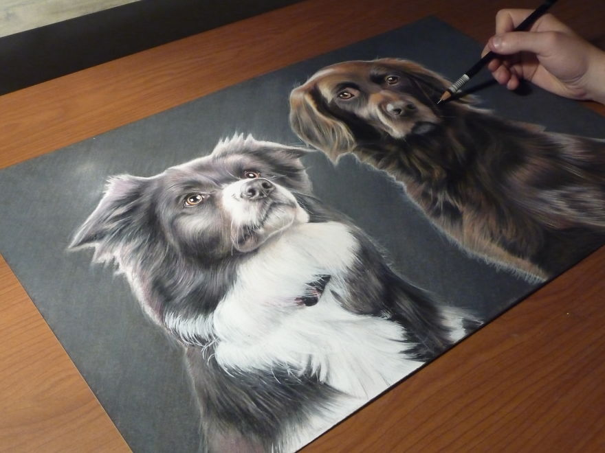 Border Collie Speed Drawing By Sielukart