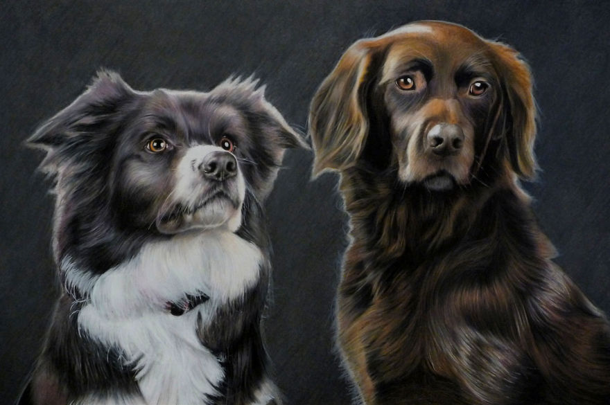 Border Collie Speed Drawing By Sielukart