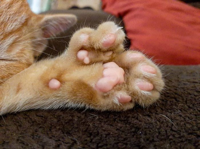 Fry Basically Has An Extra Paw On Each Front Foot, With An Almost Full Extra Pad, And 3 Tiny Extra Toes. I've Never Seen Such Severe Polydactylism! I Love All His Little Toe Beans
