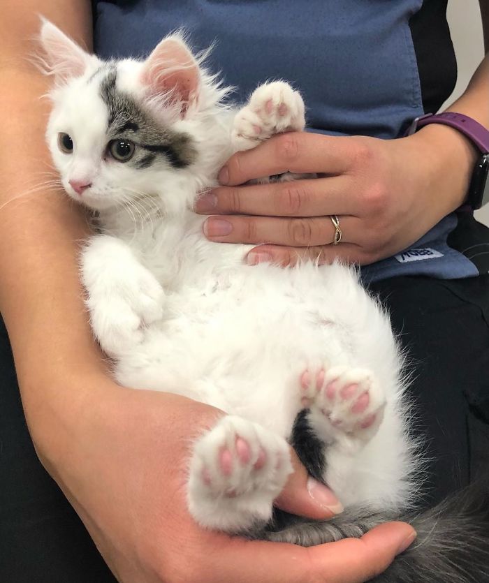 Beans Loved The Attention At Her First Appointment Today! She’s A Unique One With All Her Extra Toe Beans