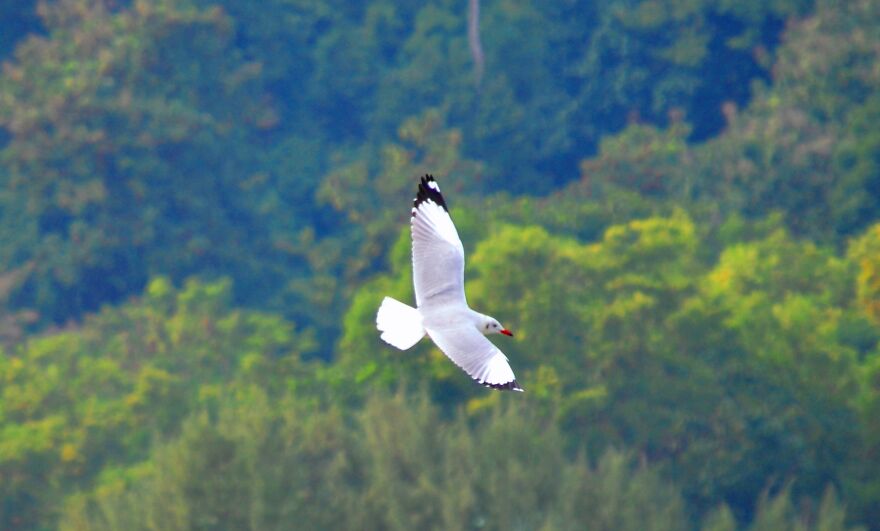 Seagull Photography