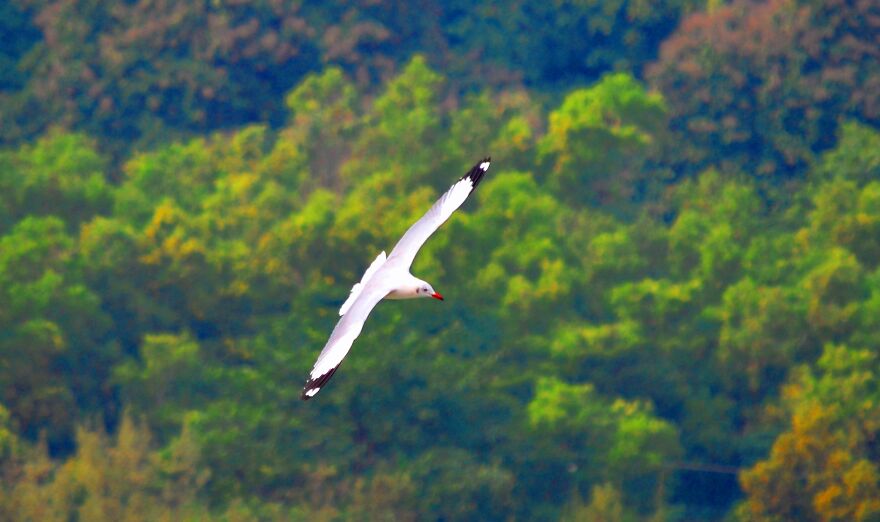 Seagull Photography