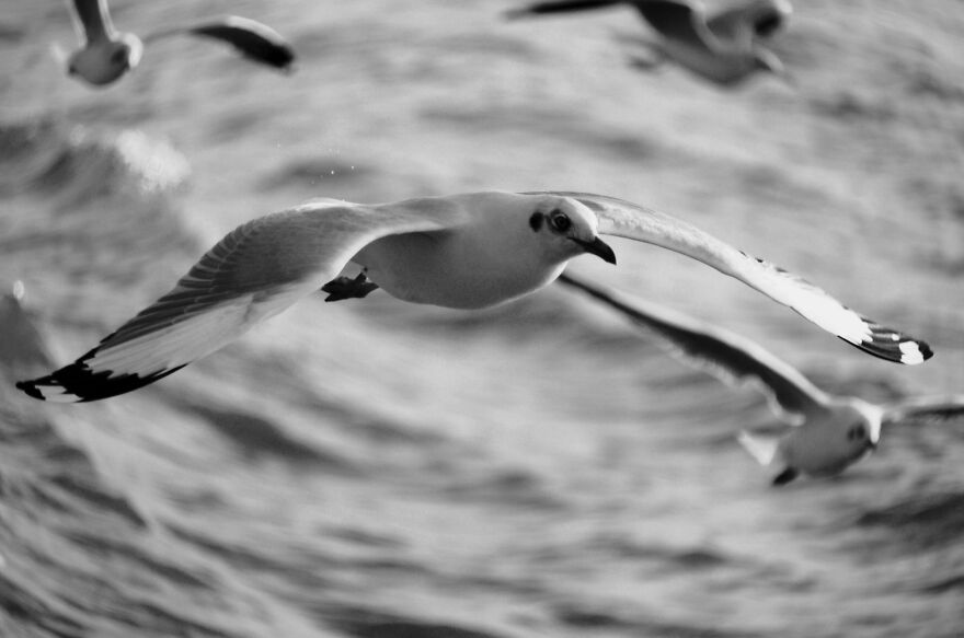 Seagull Photography