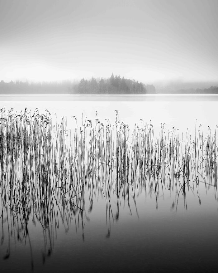 Chris Lauder, 'Reeds On Loch Ard', Loch Lomond And The Trossachs National Par