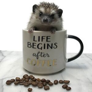 Caffeinated Hedgehog