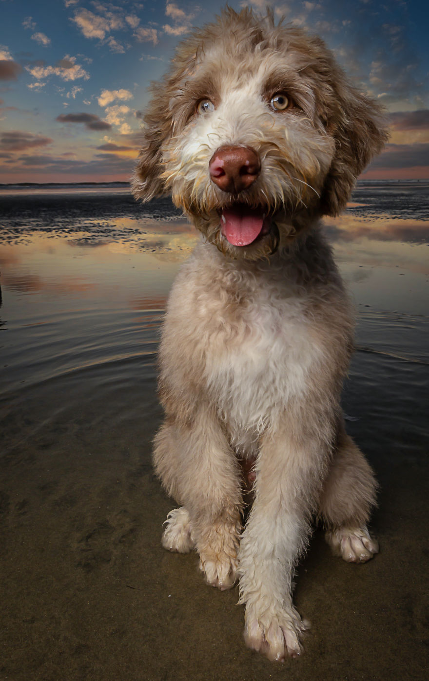 Doggie Beach Bums Of Southern California Doggie Beach Bums Of Southern California
