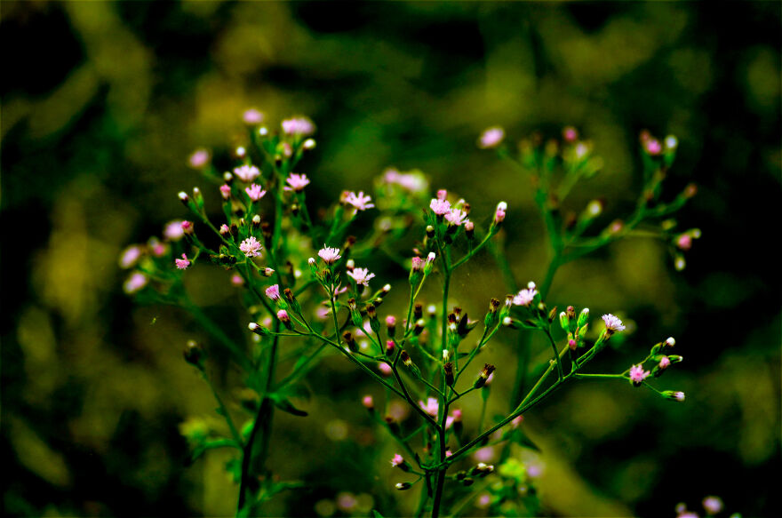 Nature Photography