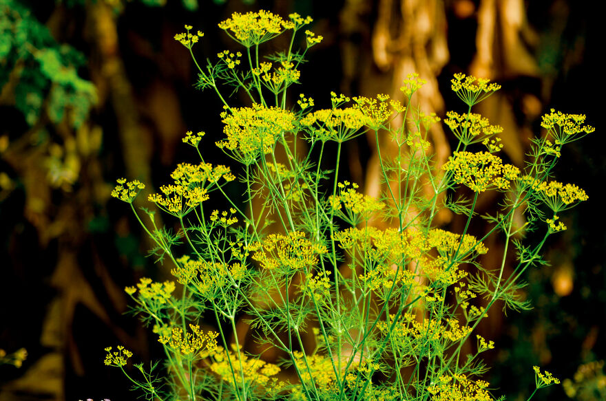 Nature Photography