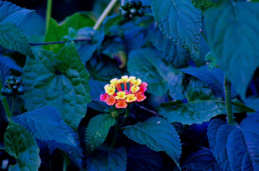 Nature Photography