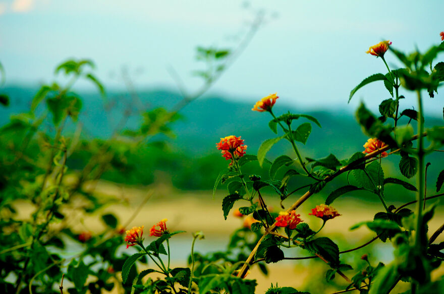 Nature Photography