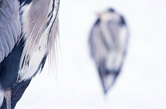 Highly Commended: 'Detail Grey Heron' By Daniel Stenberg