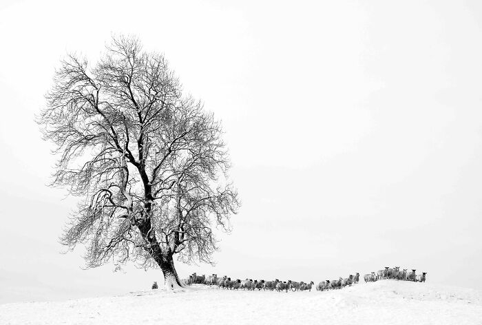 Black And White Commended: David Kidwell, 'Tree In Stythwaite Meadow', Cumbria