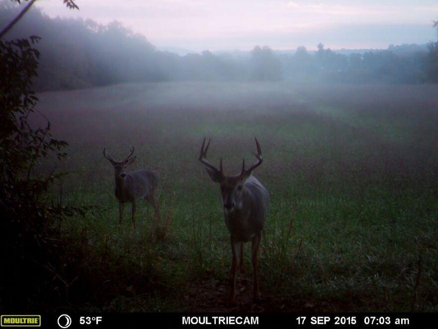 What Happens In The Wild: Incredible Trail Cam Shots