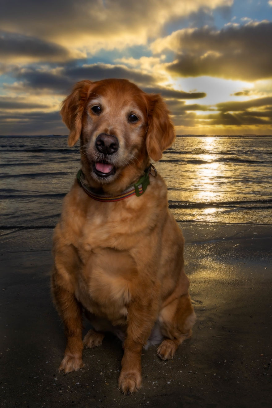Doggie Beach Bums Of Southern California Doggie Beach Bums Of Southern California