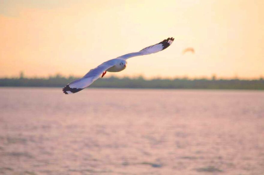 Seagull Photography