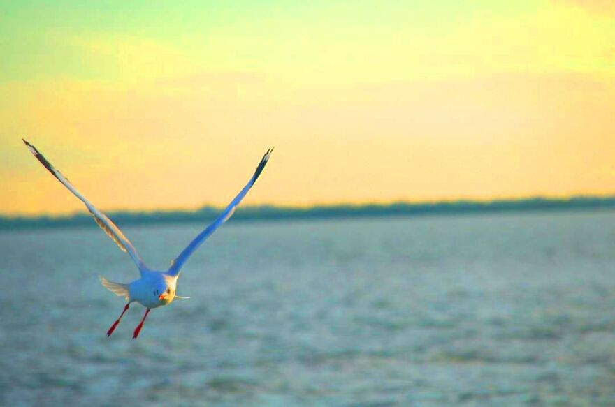 Seagull Photography
