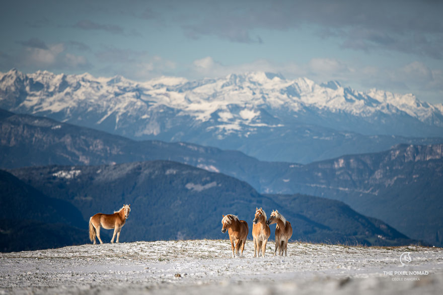 I Captured Free Roaming Horses In The First Snow Of The Year In The Dolomite Mountains (13 Pics)