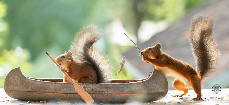 I Spent Almost A Decade Capturing Red Squirrel Photos And Here Is A Small Selection Of The Past Half Year.