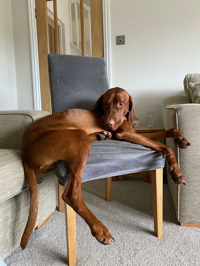 My Sisters Dog Likes To Relax In The Strangest Of Ways