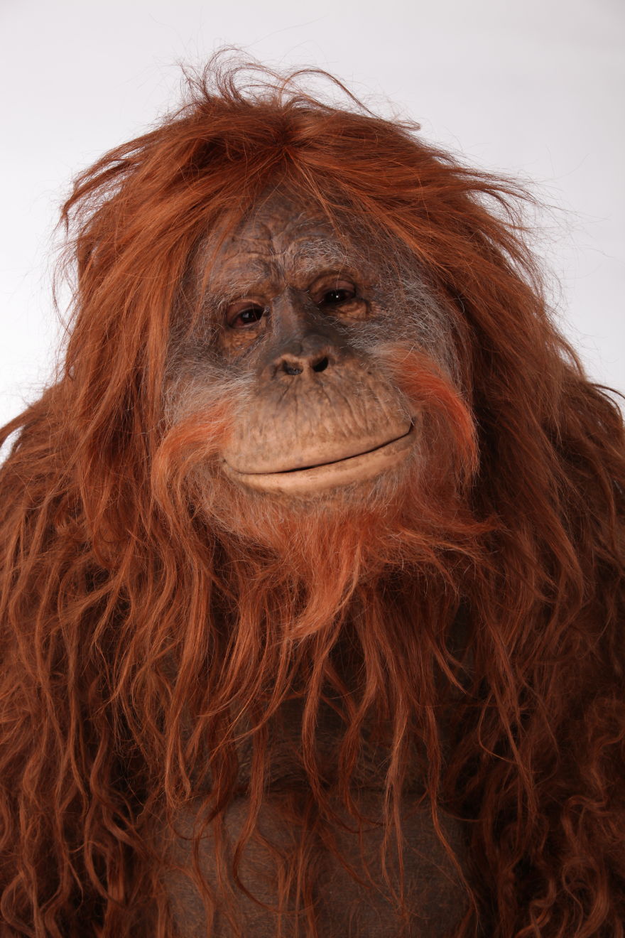 Orangutan Goes Bananas Looking For A New London Pad Due To Palm Oil Deforestation Orangutan Goes Bananas Looking For A New London Pad Due To Palm Oil Deforestation