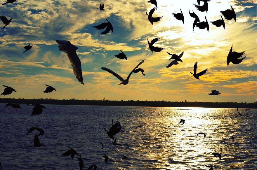 Seagull Photography