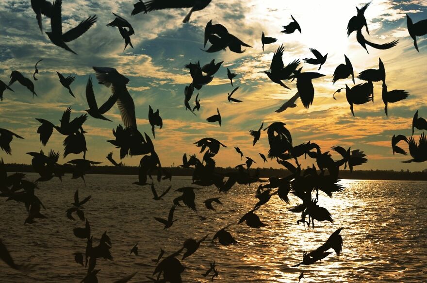 Seagull Photography
