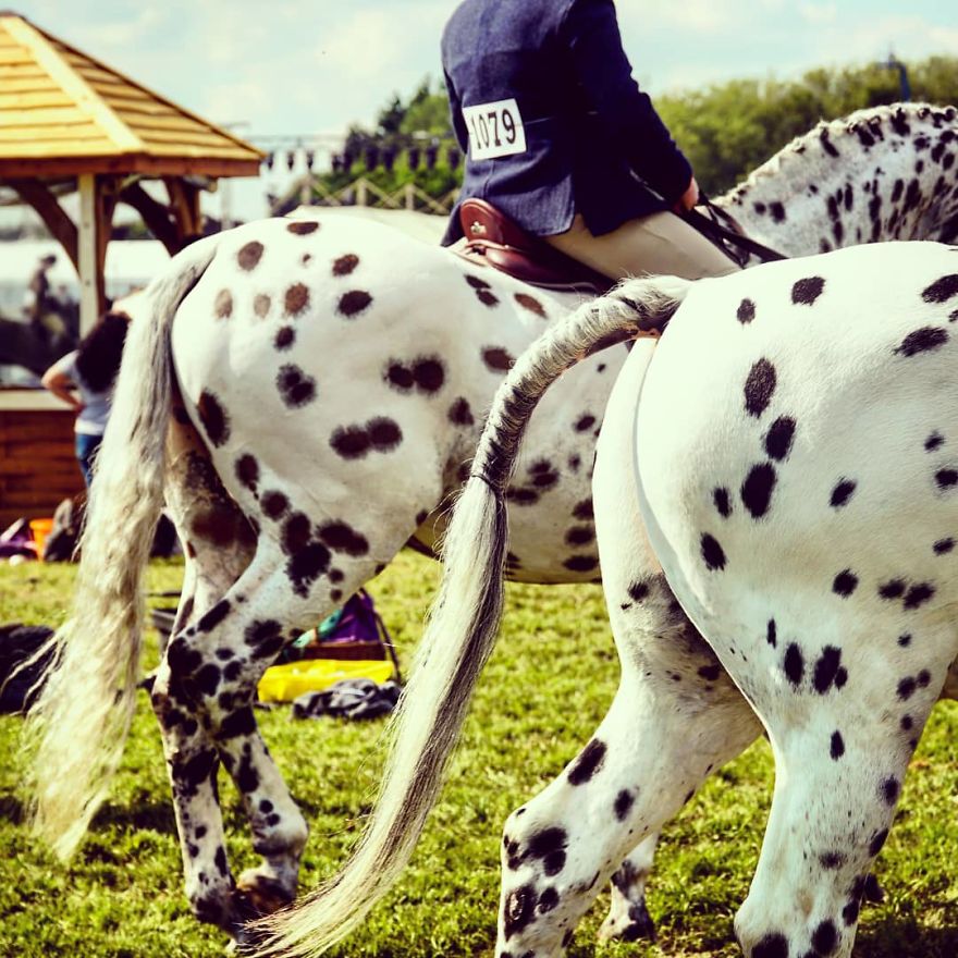 I Rode A Beautiful Spotted Horse On The Grounds Of The Windsor Castle And It Was Amazing.