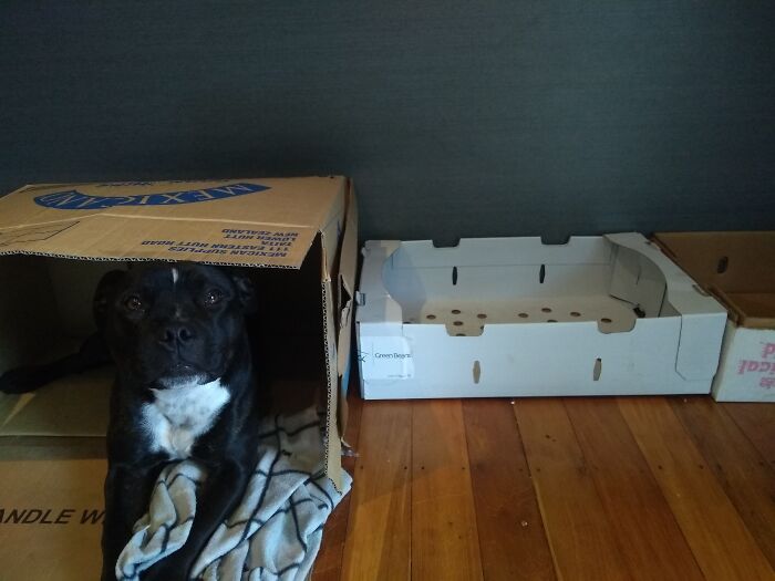 Texas Has Adopted His Own Collection Of Boxes And Whenever I Come Home From The Supermarket He Just Sits And Waits For Me To Add A Box To His Collection, Only Problem Is I Have To Throw Them Out When He Has To Many And He Gives Me The Sad Eyes For The Rest Of The Day