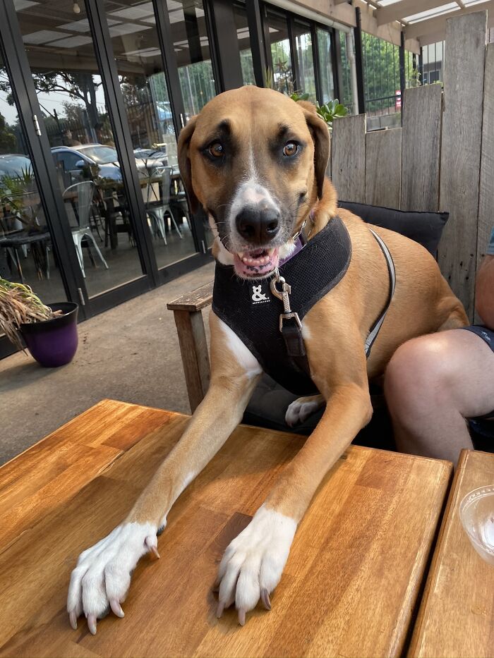 Pearl Loves Going For Coffee, But Thinks She's A People