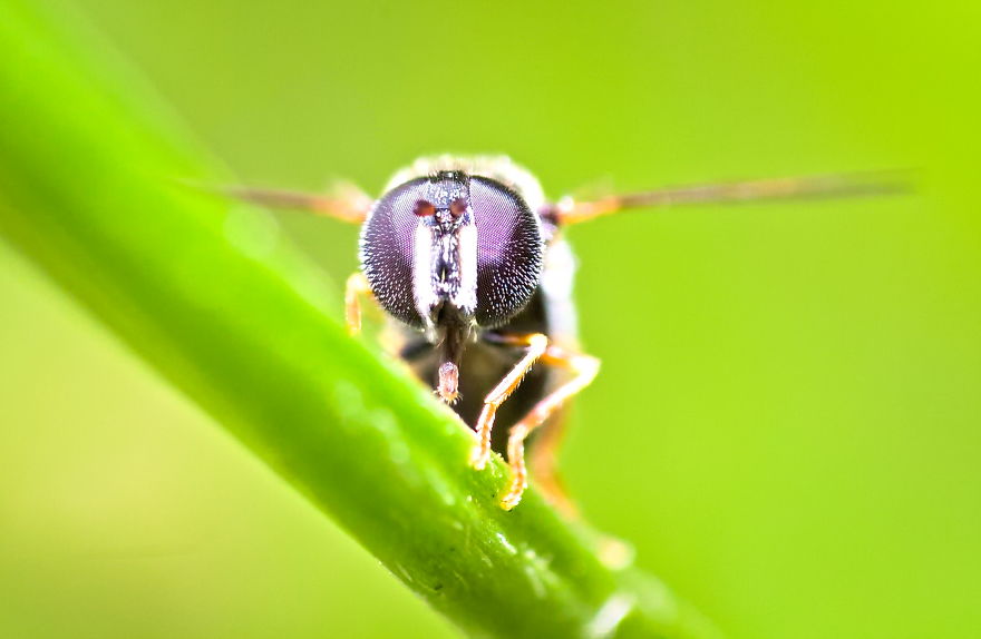 Hoverfly , 5-6mm, 2014
