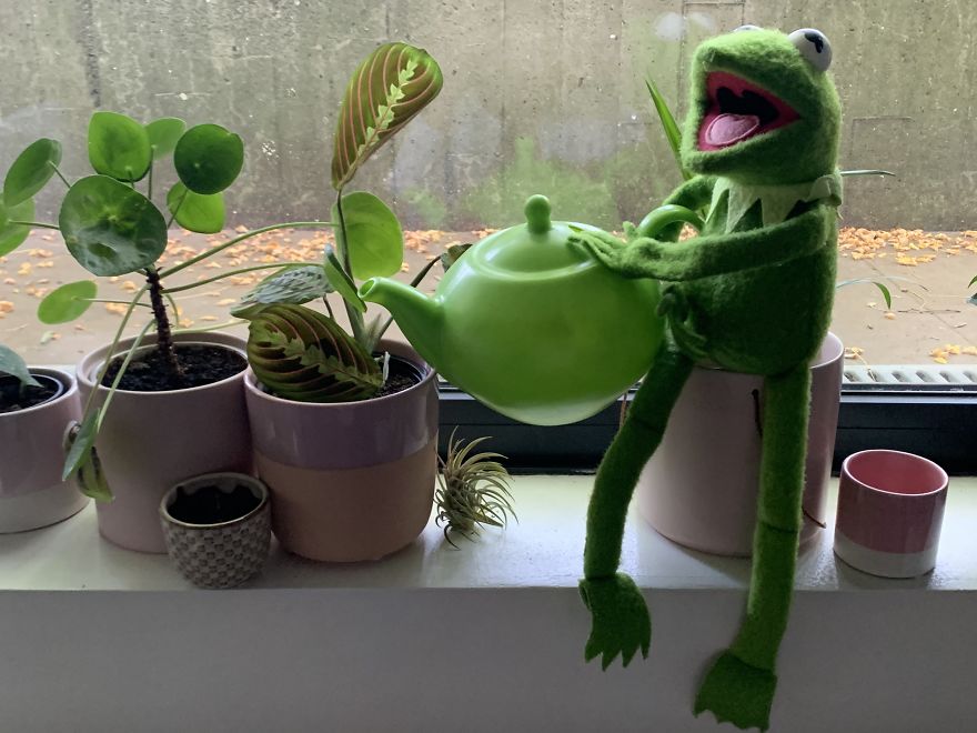 Kermit Took Over My Home Office During Covid-19 Pandemia Kermit Took Over My Home Office During Covid-19 Pandemia
