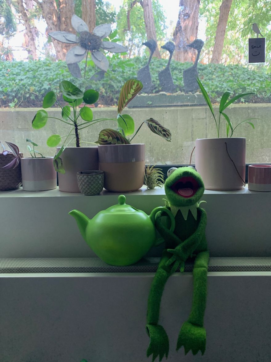 Kermit Took Over My Home Office During Covid-19 Pandemia Kermit Took Over My Home Office During Covid-19 Pandemia