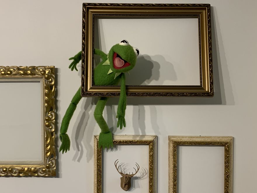 Kermit Took Over My Home Office During Covid-19 Pandemia Kermit Took Over My Home Office During Covid-19 Pandemia