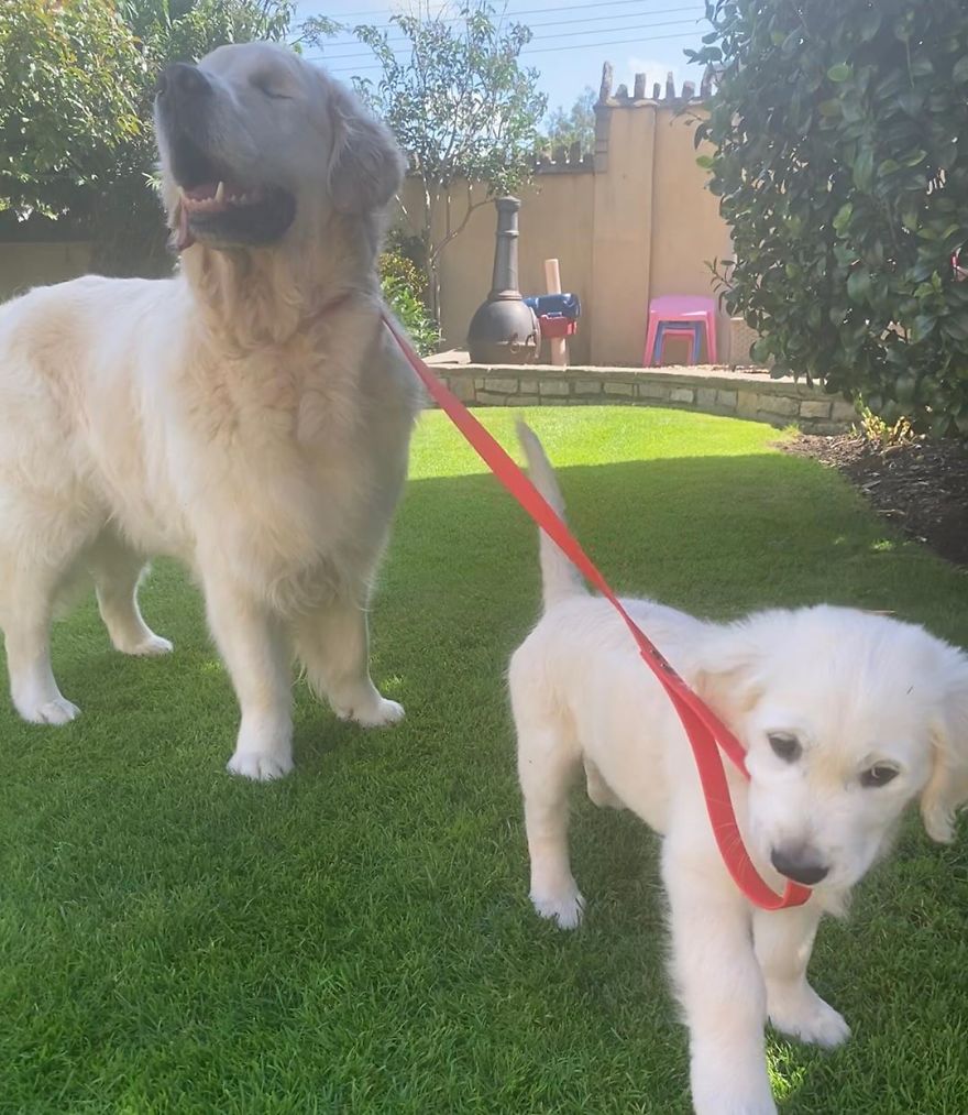 Little Golden Retriever Puppy Becomes A Guide For A Blind Dog (28 Pics)