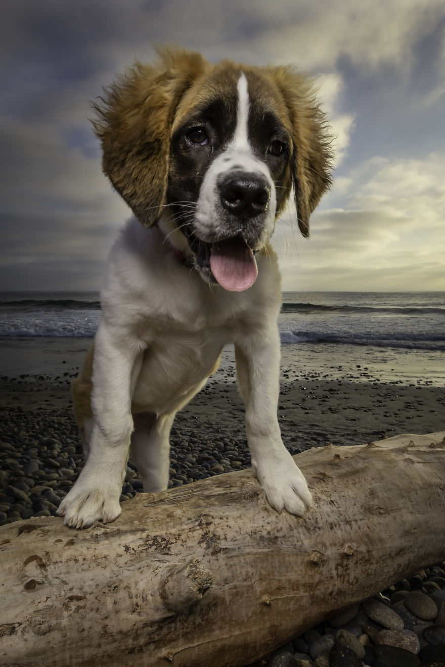 Doggie Beach Bums Of Southern California Doggie Beach Bums Of Southern California