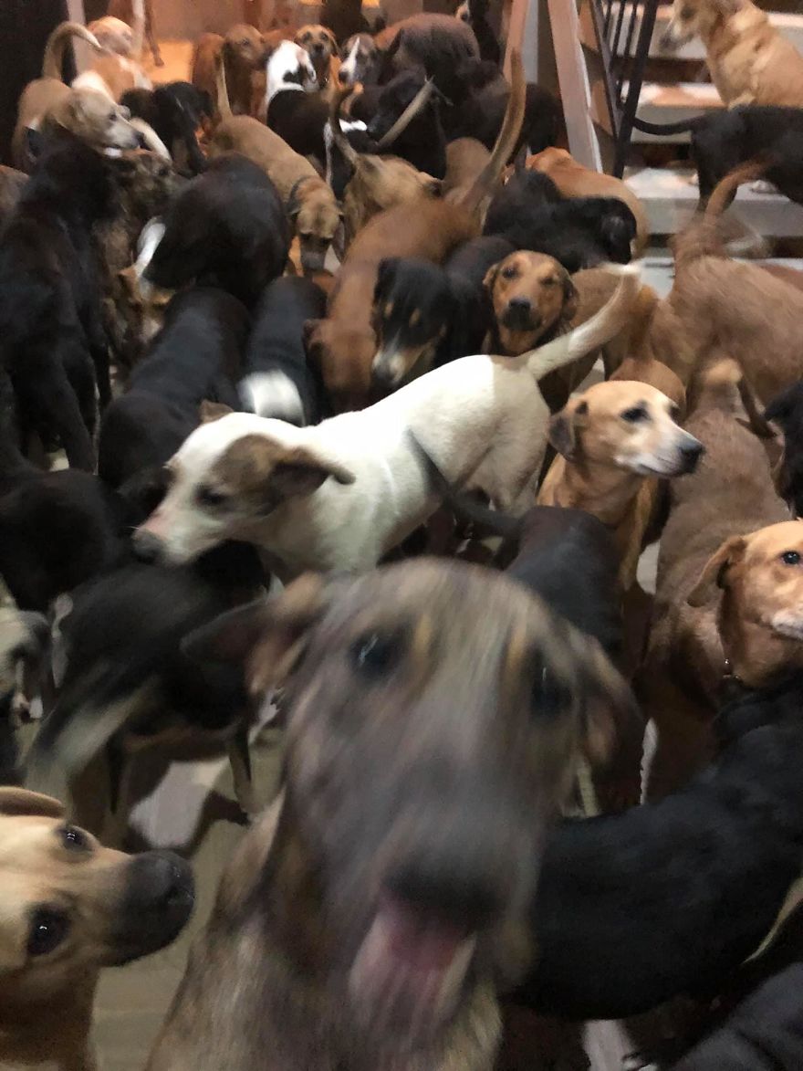  Man Brings 300 Stray Animals To His Home, Protects Them From Hurricane Delta