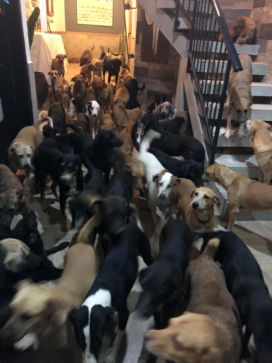  Man Brings 300 Stray Animals To His Home, Protects Them From Hurricane Delta