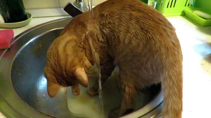 My Weird Cat Is Trying To Catch Water In The Sink:), And Usually Finishes The Game Completely Wet