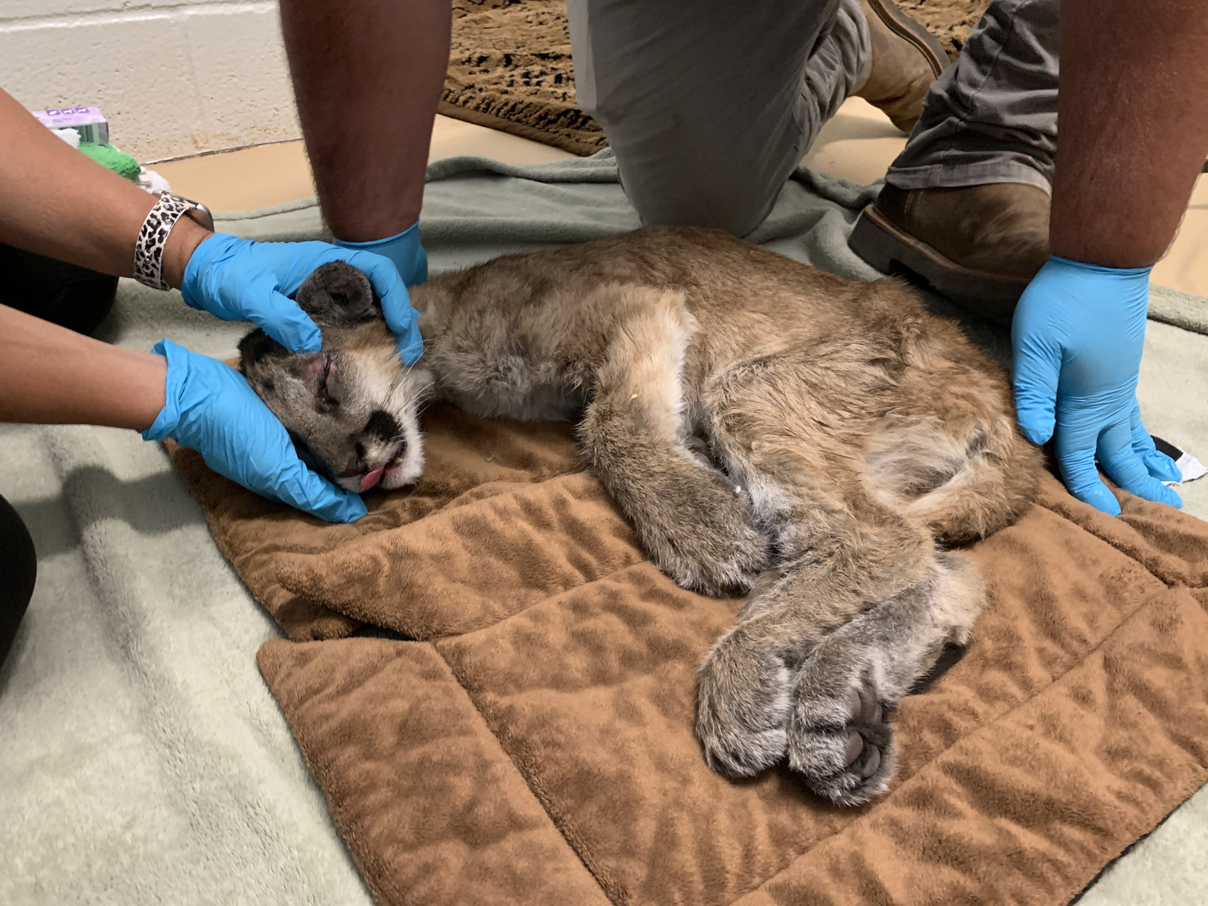 After Being Found Starving And Severely Dehydrated, 14-Week-Old Mountain Lion Cub Doubles Her Weight And Is Now Thriving
