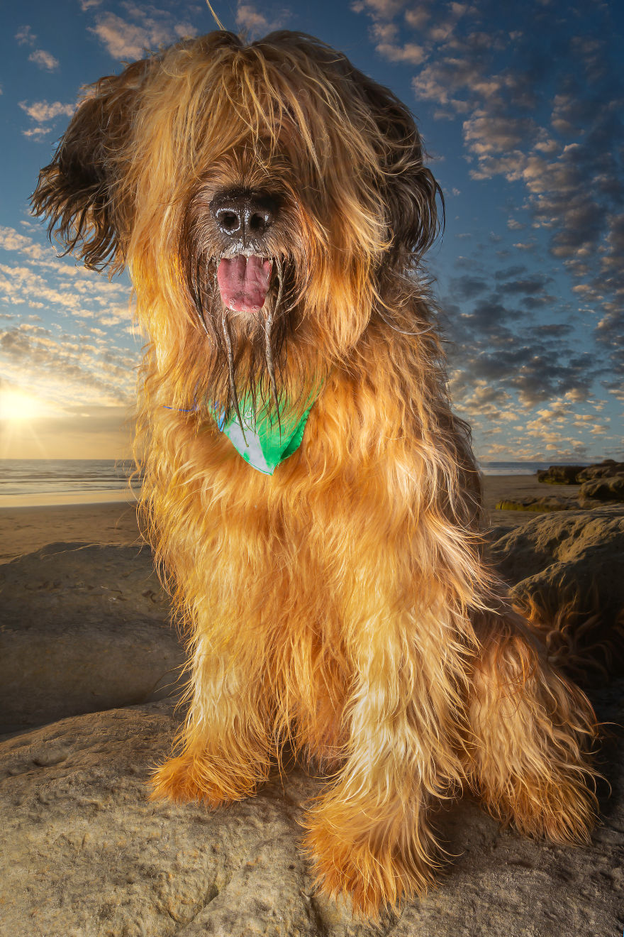 Doggie Beach Bums Of Southern California Doggie Beach Bums Of Southern California