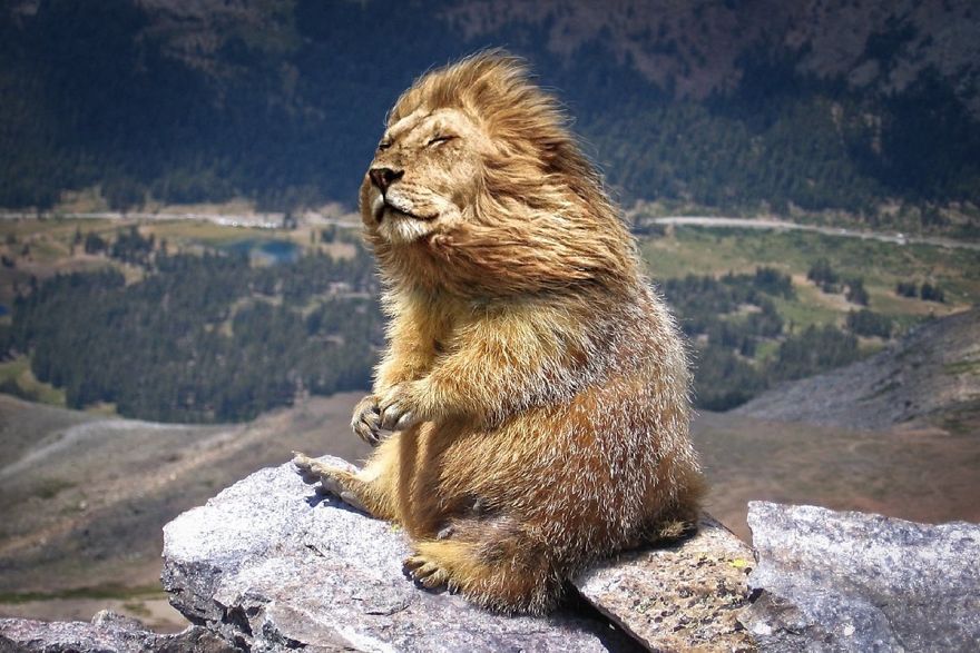 People Are Photoshopping Random Animals Together And Here Are The 20 Best Ones