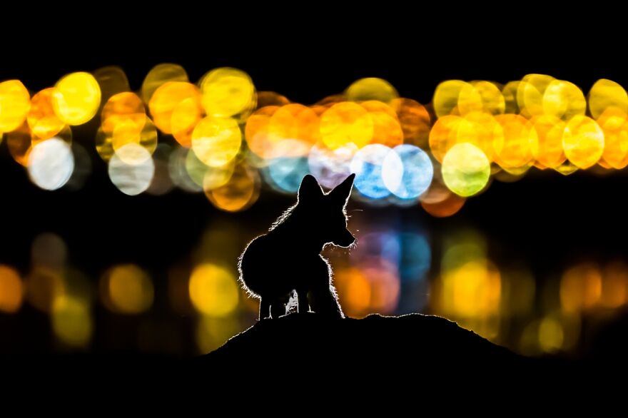 Colorful Night (Remarkable Artwork In Animals In Their Environment Category)