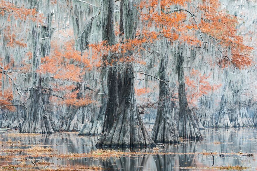 Spanish Moss (2nd Place In The Beauty Of Nature Category)