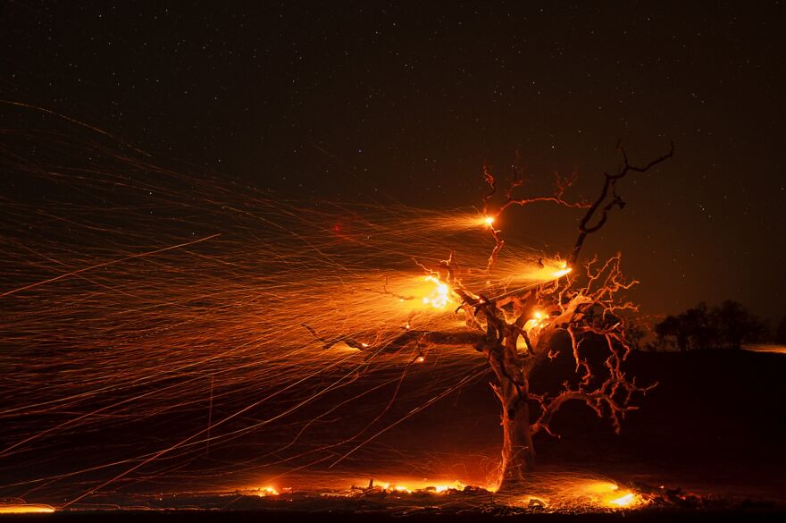 Burning Tree (Honorable Mention In The Beauty Of Nature Category)