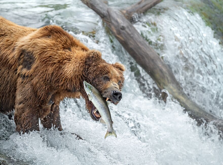 Grizzly Bear Hunting Fish 2 (Honorable Mention In Under 20 Category)