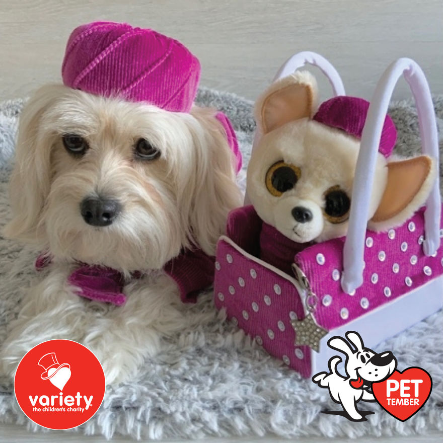 The Cutest Pics Ever From Petember -
australia’s Charity Dog Fashion Competition The Cutest Pics Ever From Petember -
australia’s Charity Dog Fashion Competition