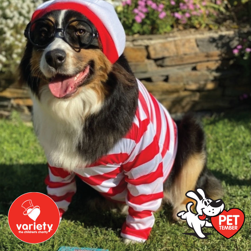 The Cutest Pics Ever From Petember -
australia’s Charity Dog Fashion Competition The Cutest Pics Ever From Petember -
australia’s Charity Dog Fashion Competition