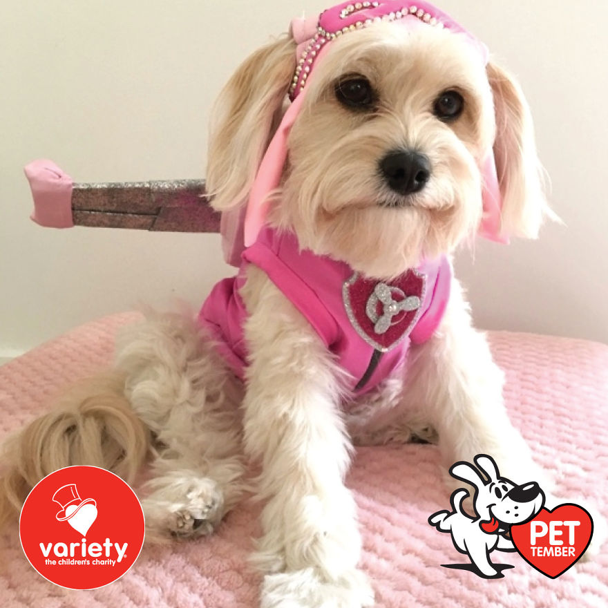 The Cutest Pics Ever From Petember -
australia’s Charity Dog Fashion Competition The Cutest Pics Ever From Petember -
australia’s Charity Dog Fashion Competition