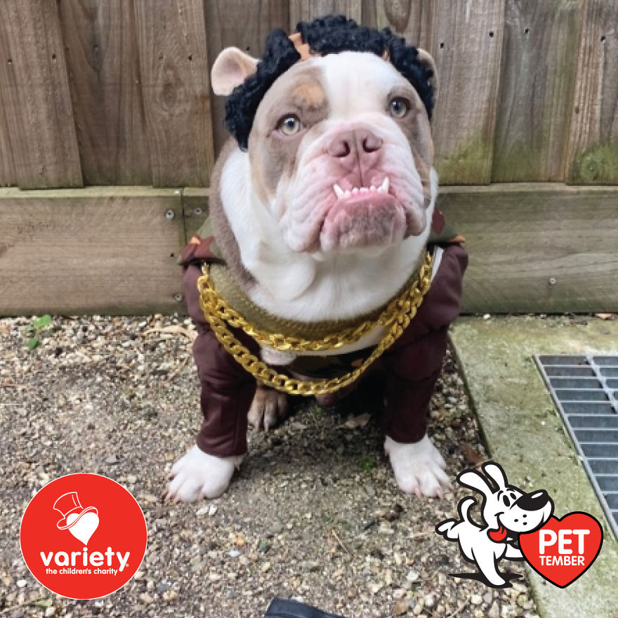 The Cutest Pics Ever From Petember -
australia’s Charity Dog Fashion Competition The Cutest Pics Ever From Petember -
australia’s Charity Dog Fashion Competition