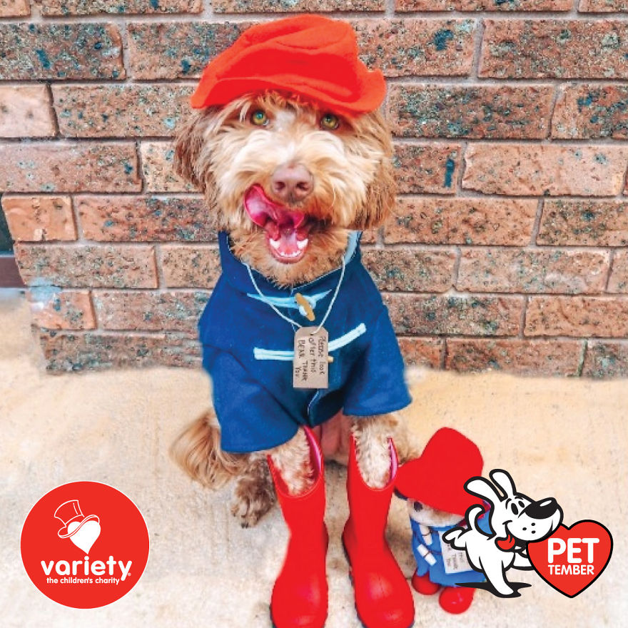 The Cutest Pics Ever From Petember -
australia’s Charity Dog Fashion Competition The Cutest Pics Ever From Petember -
australia’s Charity Dog Fashion Competition